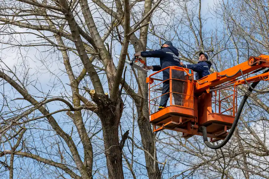 Excellent Tree Removal Darien, GA Excellent Tree Removal Darien, GA