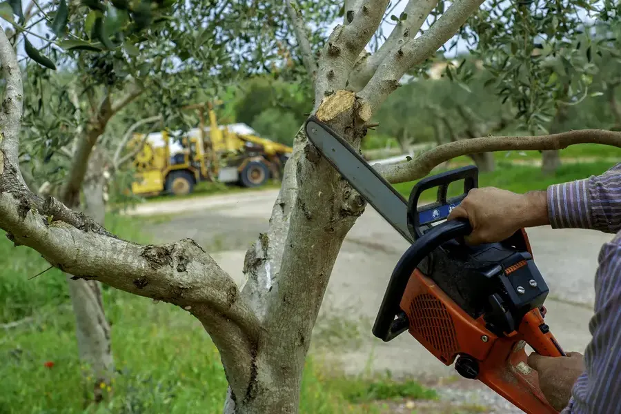 How Overgrown Branches Can Impact Property Safety Darien, GA