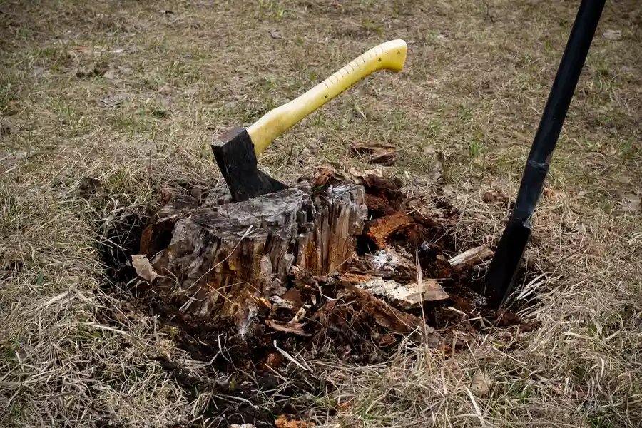 How To Determine If Stump Removal Is Right For Your Yard Darien, GA