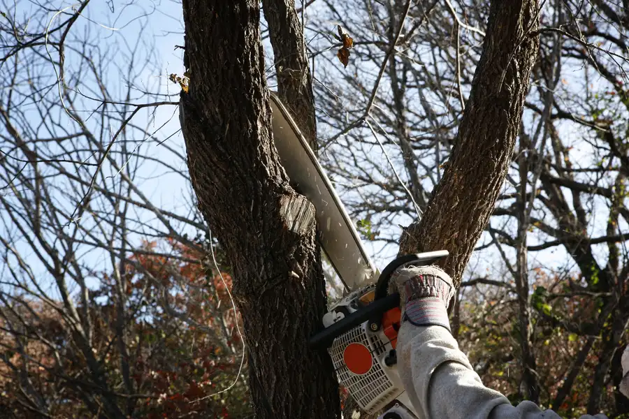 How Tree Services Improve Yard Safety Darien, GA