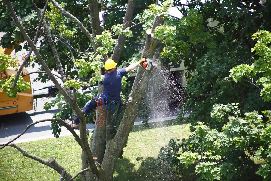How Tree Services Improve Yard Safety in Darien, GA
