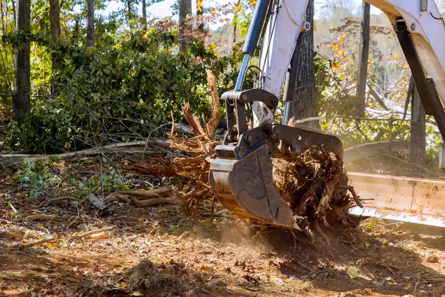 Top-rated Stump Removal Darien, GA